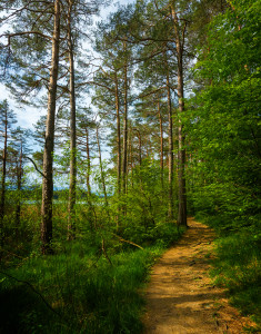 Forest Path